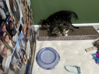 Kitten cuteness