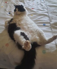 Carry On Catting - the Excellent Cats do what they do best