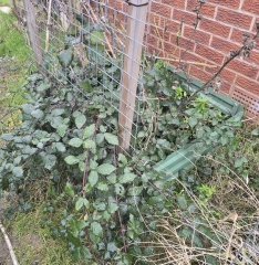 What have you done in the garden today? Part 7