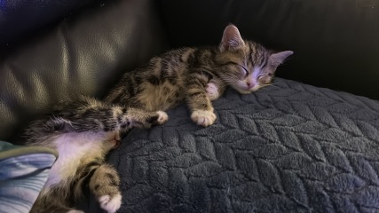 A tale of three kittens