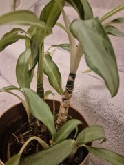 Please tell me what plant this is and where it wants to live