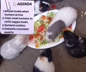 Thread 43 Starmer : il ritorno della luce e la semina del Lathyrus odoratus