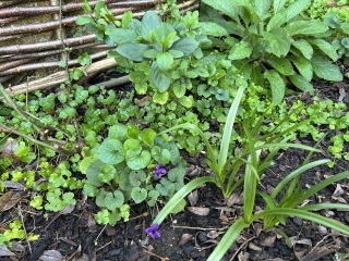 What are you looking forward to in the garden in 2026?