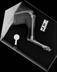 Vet says my 6-month old puppy needs urgent surgery (tibial crest avulsion) - send opinions please?