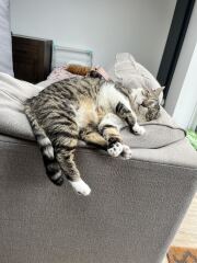 How do you create a routine for a cat?