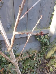 Can anyone id this tree?