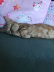 Kitten cuteness