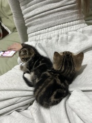 Kitten cuteness