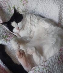 Any tips on what to do about terrified new cat.