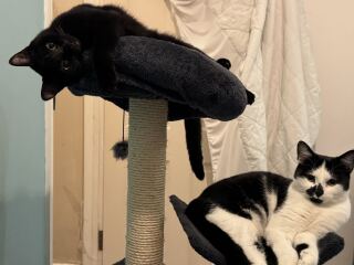 Kitten cuteness