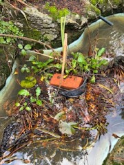 Garden pond - need maintenance/toddler safety advice
