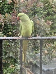 Thread 43 Starmer : il ritorno della luce e la semina del Lathyrus odoratus