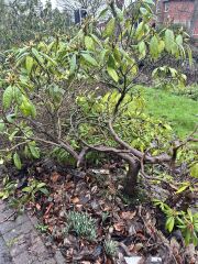 Can we save this bush if we move it