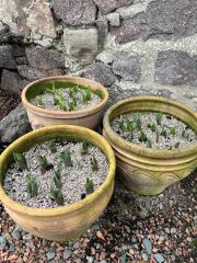 Tulip bulbs - plant BEFORE or AFTER the first frost?