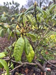 Can we save this bush if we move it