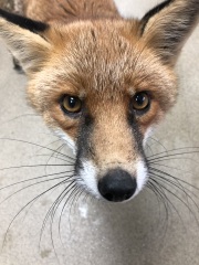 Which animal charities do you think make a real difference?