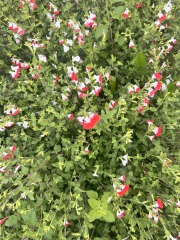 Come and tell us your dull and unexciting news 35: Calmly through the day