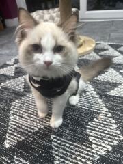 Cat spay