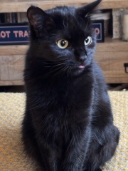 Kitten cuteness