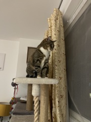 Carry On Catting - the Excellent Cats do what they do best