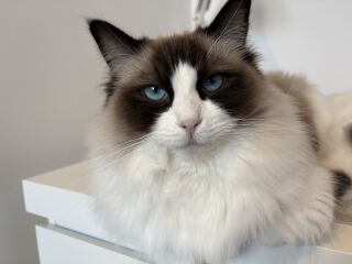 Cat weeing outside of the litter tray, at the same time every morning.