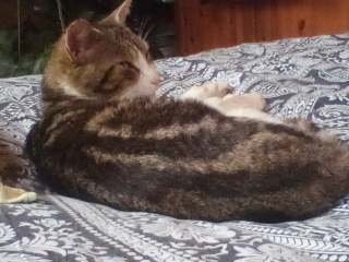 How do you create a routine for a cat?