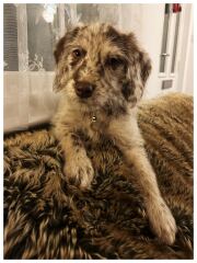 Puppy Survival Thread Autumn 2025 - all welcome!