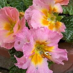 The 2026 Gardening Programme Thread