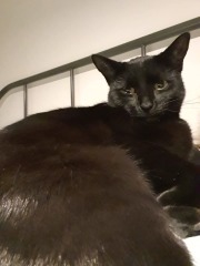 Kitten cuteness