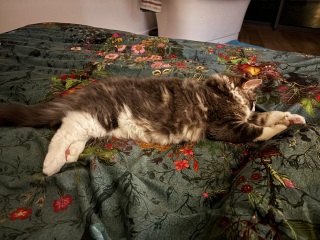 How big will my kitten get?