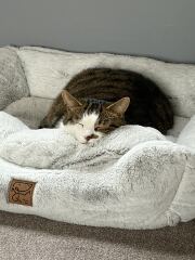 Did Your Cat Choose You