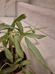 Please tell me what plant this is and where it wants to live