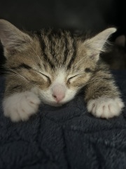 A tale of three kittens