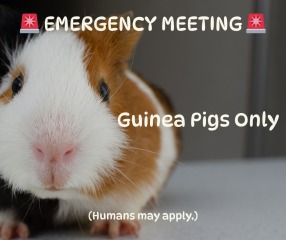 Thread 43 Starmer : il ritorno della luce e la semina del Lathyrus odoratus