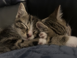 A tale of three kittens
