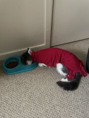 Cat spay