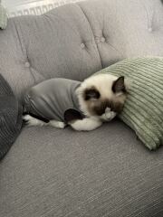 Cat spay