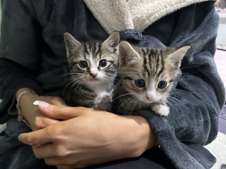 Kitten cuteness