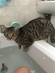 To ask you to try an experiment with your cat? 😁