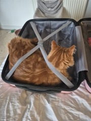 Carry On Catting - the Excellent Cats do what they do best