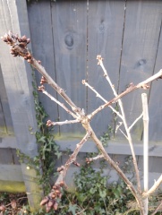 Can anyone id this tree?