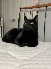 Carry On Catting - the Excellent Cats do what they do best