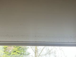 How to remove mould from blinds?