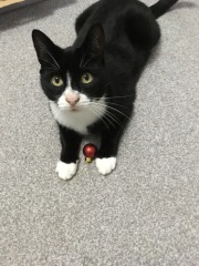 To ask you to try an experiment with your cat? 😁