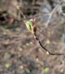 Year round Nigel Slater discussion thread - Part 3