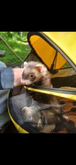 Taking the Dog on Holiday Without Telling the Caravan Site… Am I Mad?!