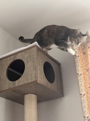 Carry On Catting - the Excellent Cats do what they do best