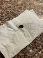 What is this giant flea bug??