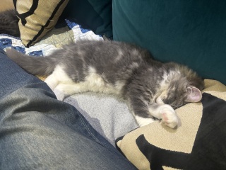 Kitten cuteness