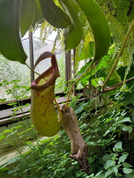 Thread 46 Starmer: Meloj kaj kastoroj sur monbiletoj, arbaro de kolero